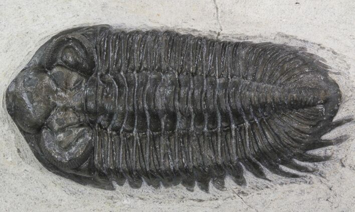 Bug-Eyed Coltraneia Trilobite - Great Eye Detail #41826